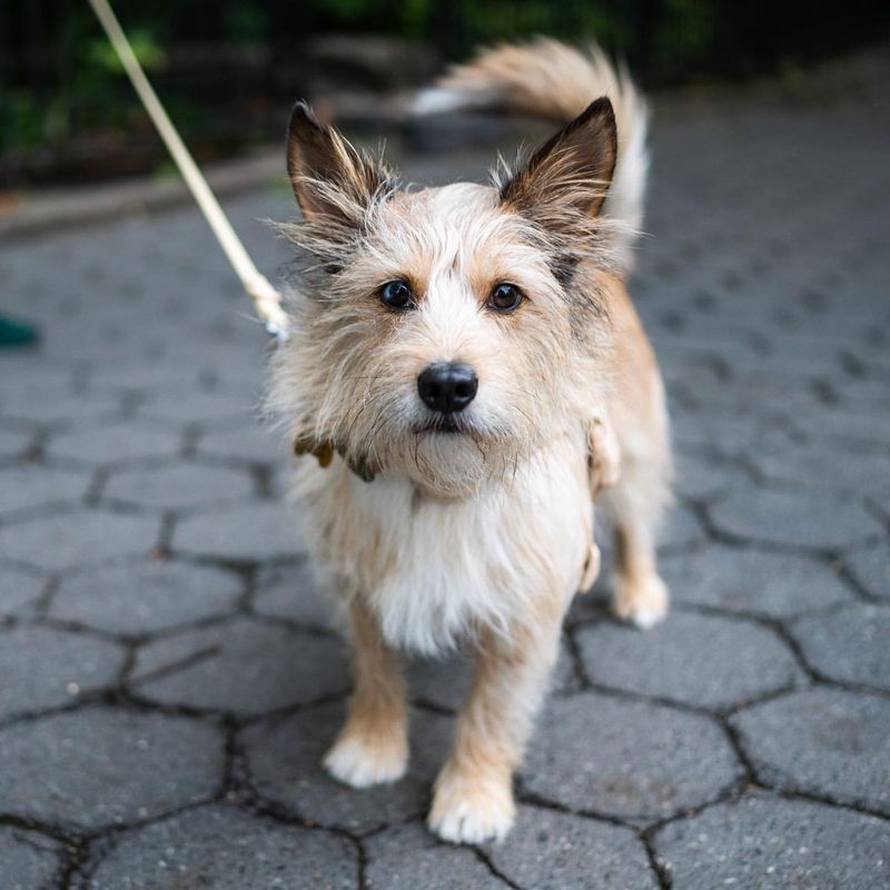 Australian Terrier