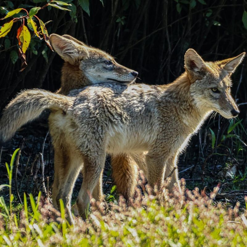 Avoid Attractants in Your Yard