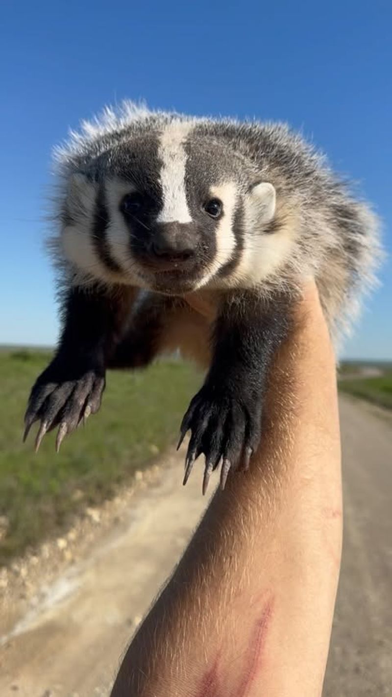 Badgers