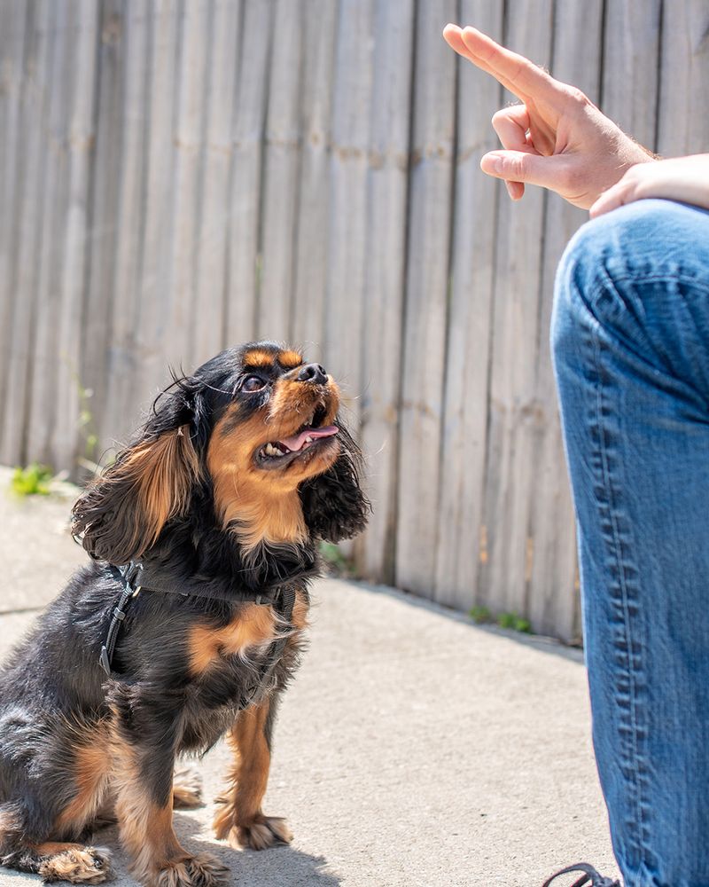 Barking to Communicate