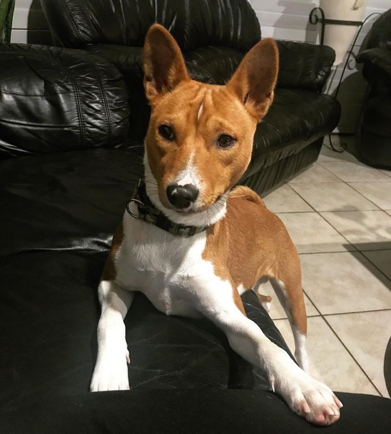 Basenji