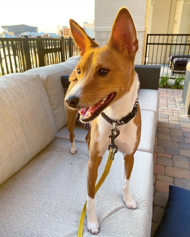 Basenji