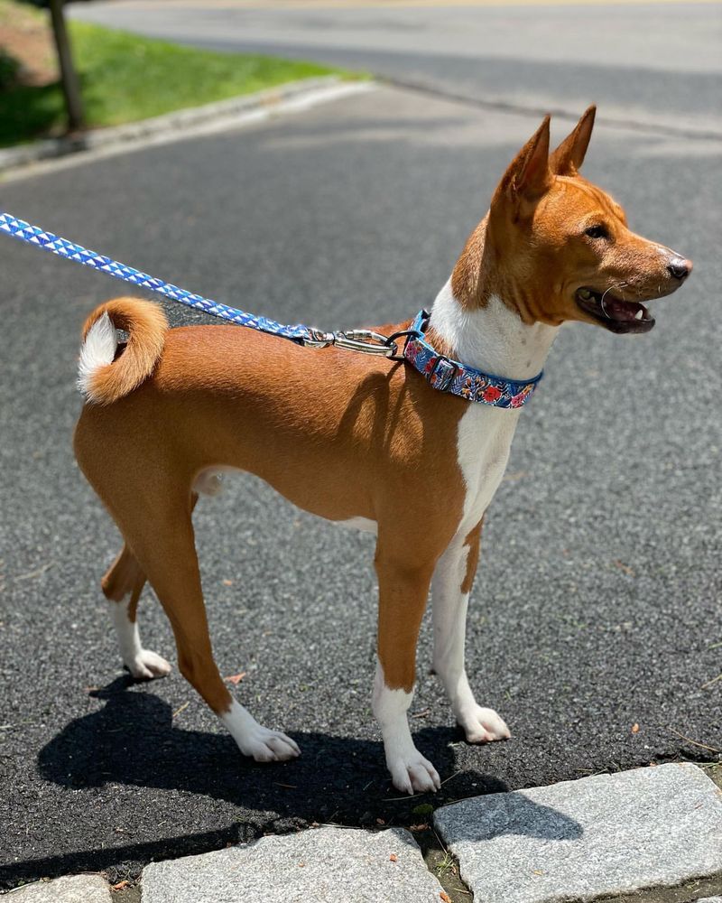 Basenji