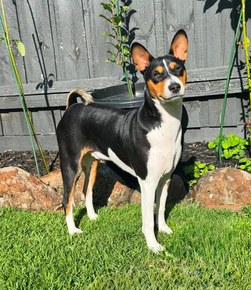 Basenji