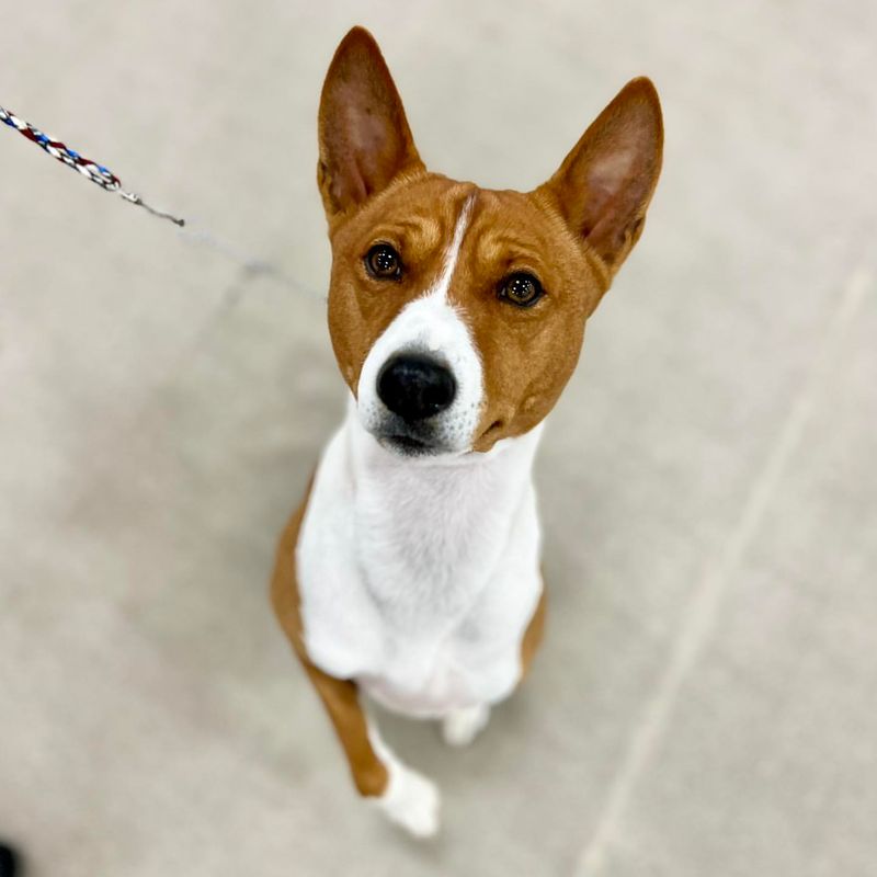 Basenji