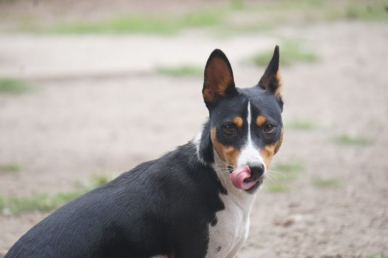 Basenji