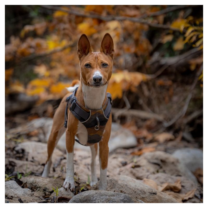 Basenji