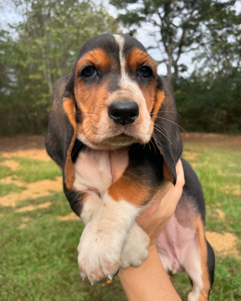 Basset Hound