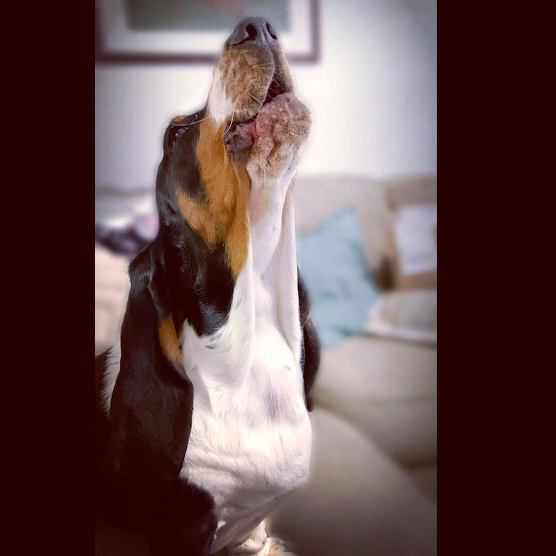 Basset Hound