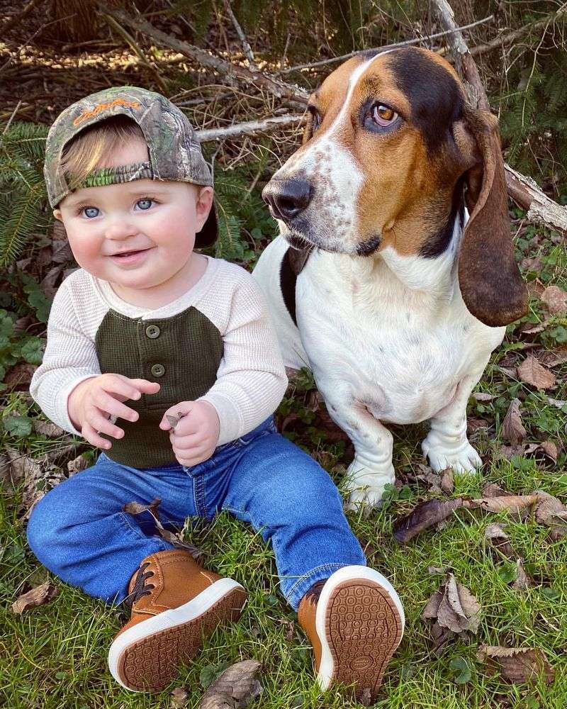 Basset Hound