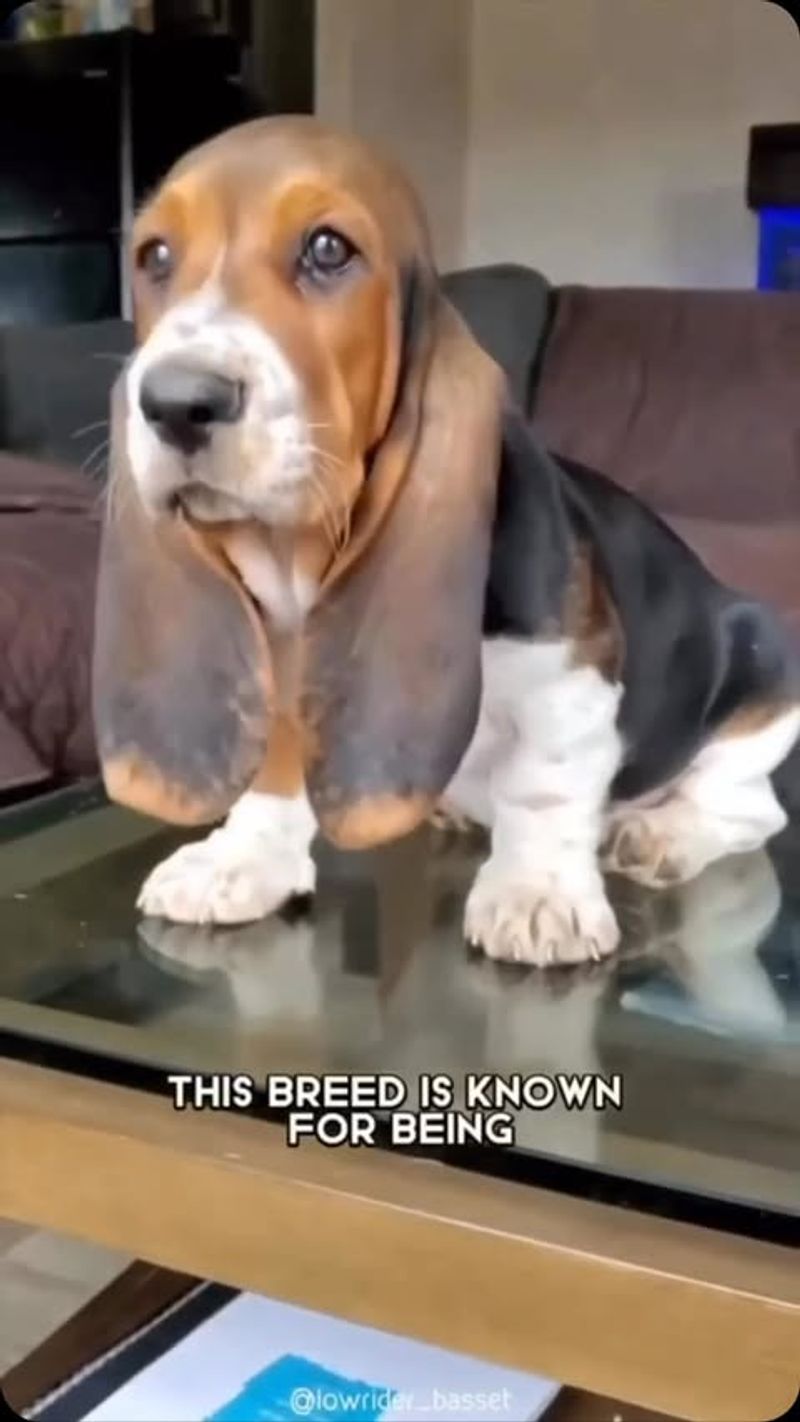 Basset Hound