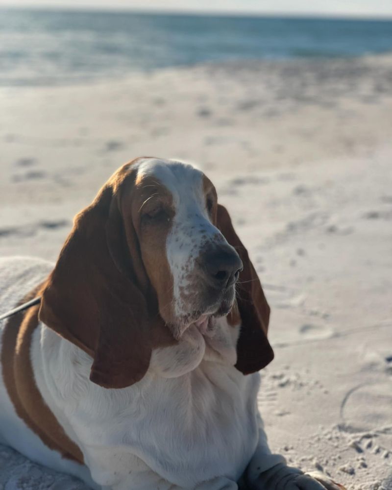 Basset Hound