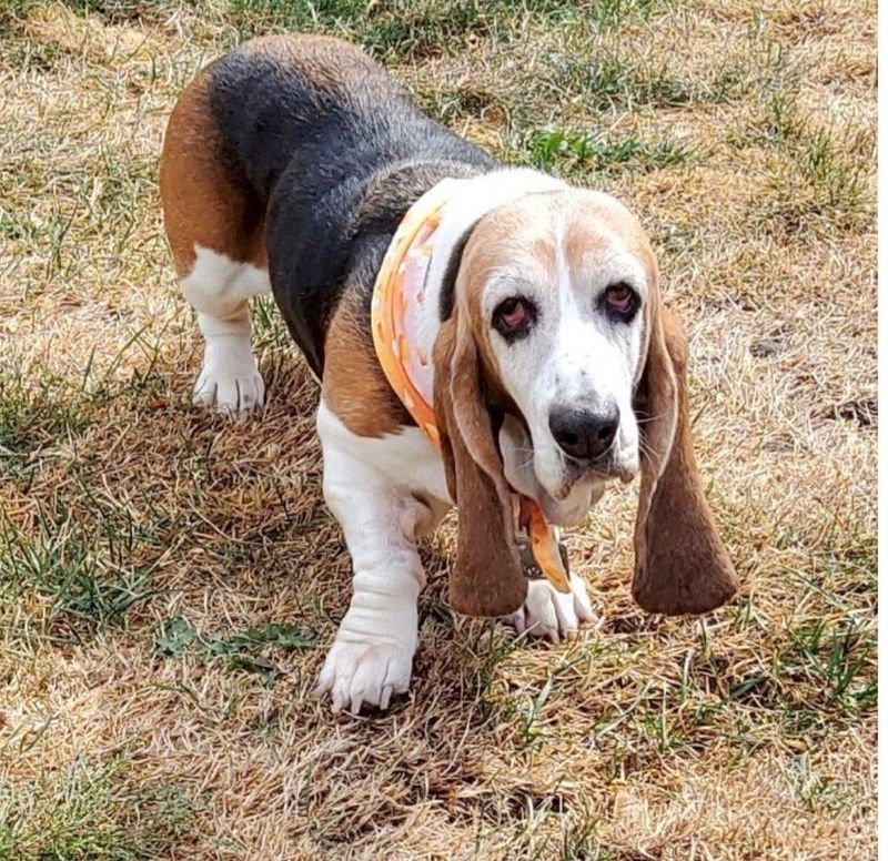 Basset Hound