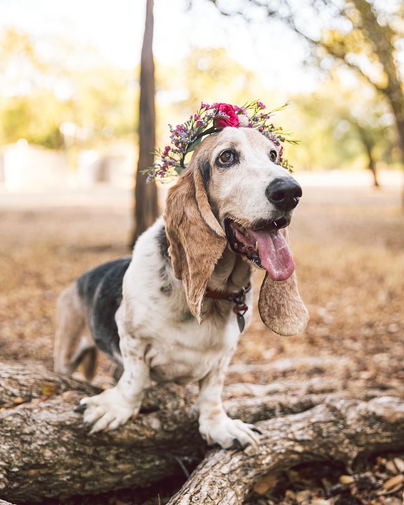 Basset Hound