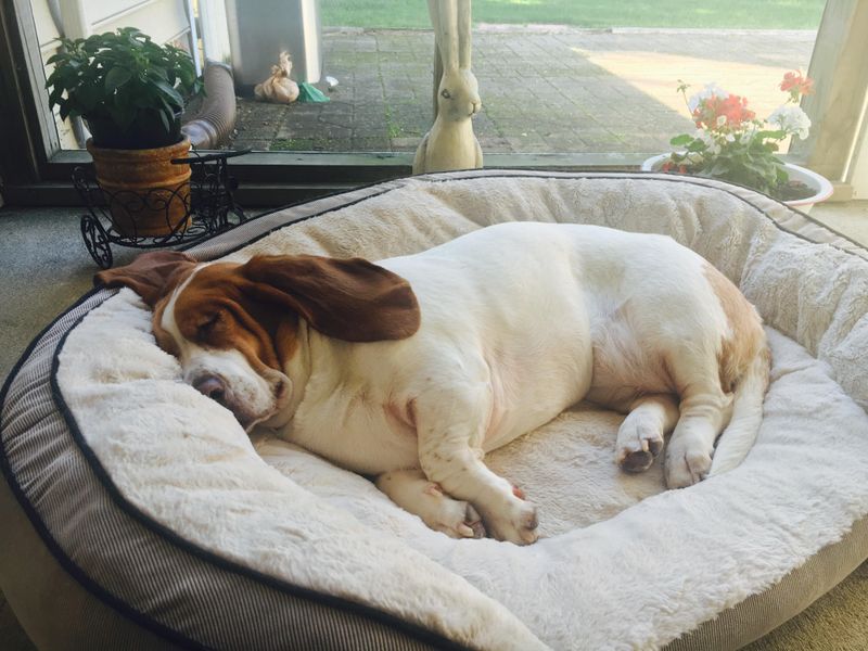 Basset Hound