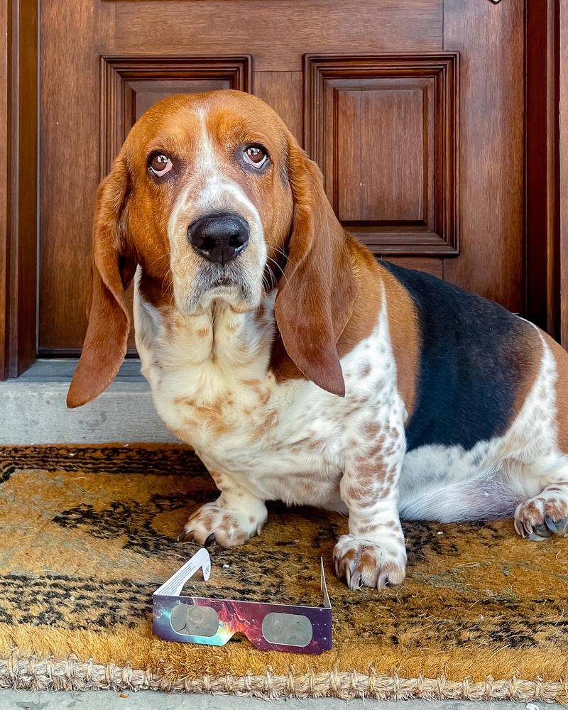 Basset Hound