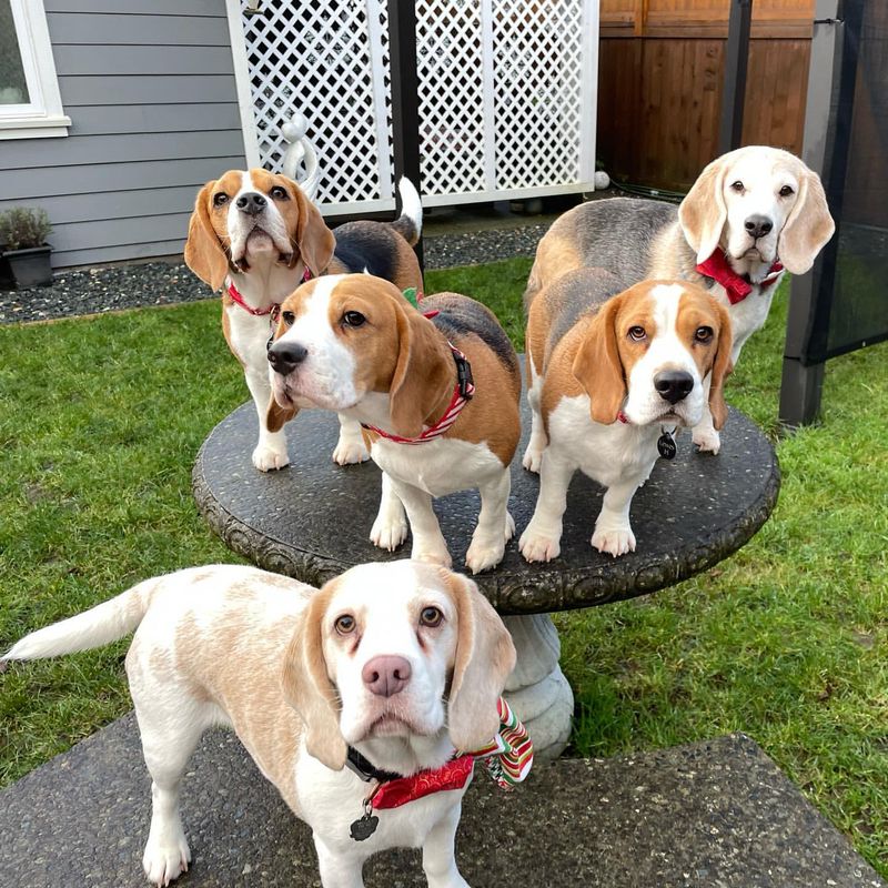 Beagle