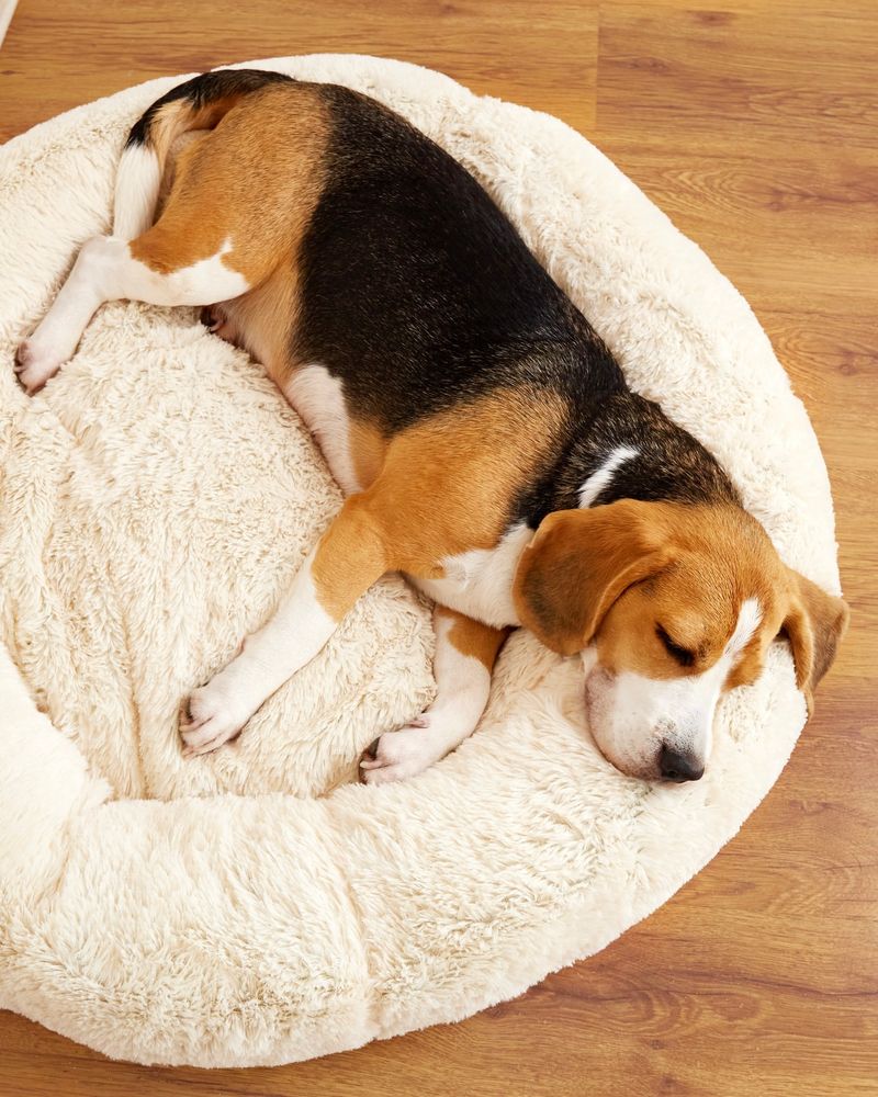 Beagle