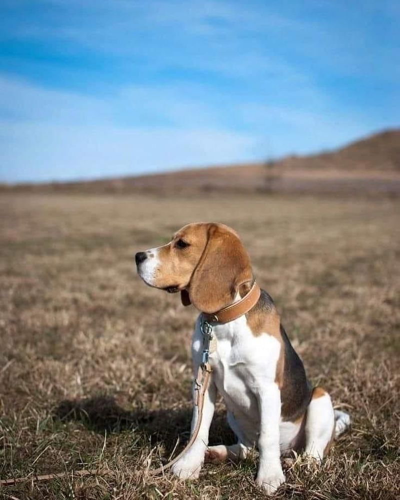 Beagle