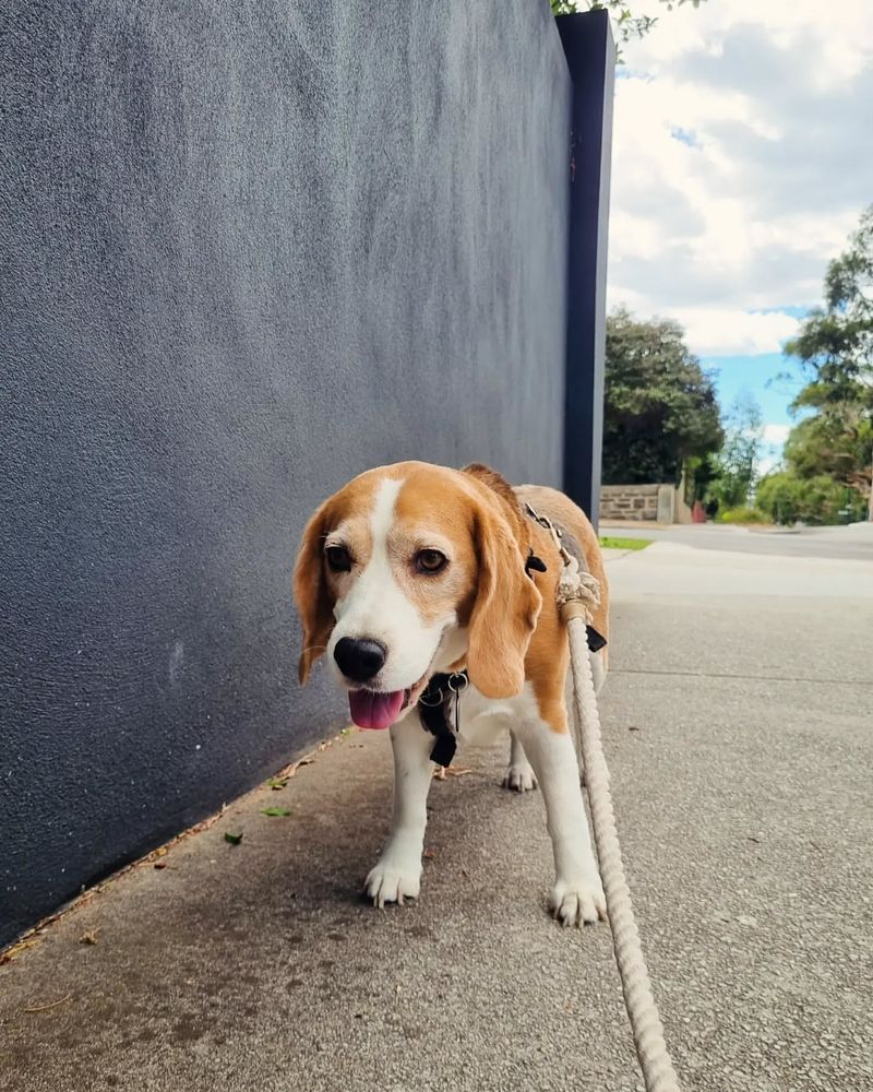 Beagle