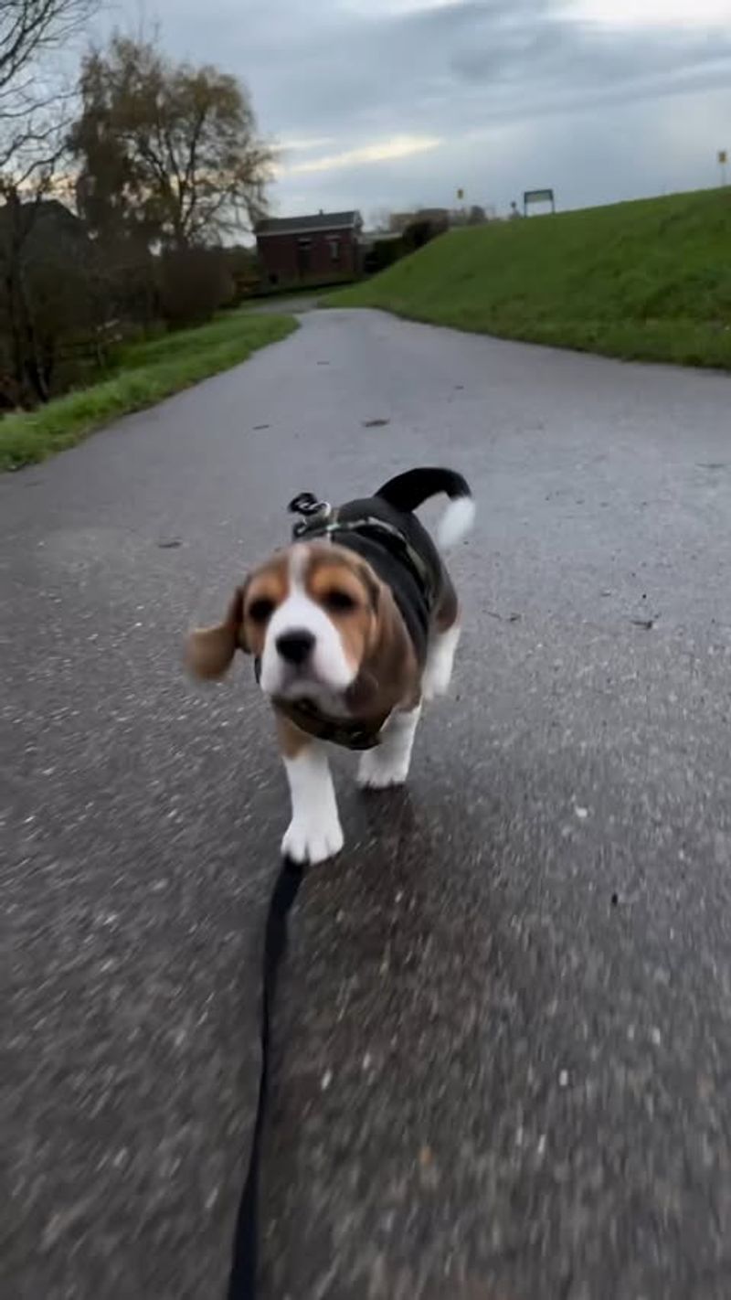 Beagle