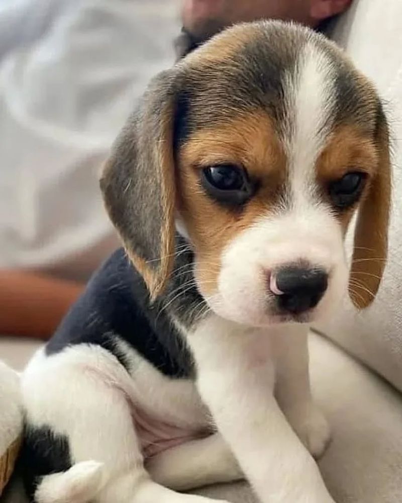 Beagle