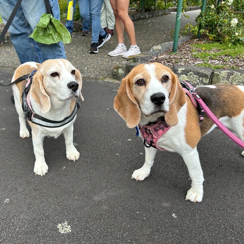 Beagle