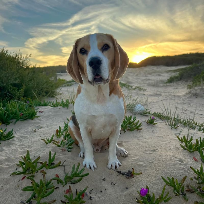 Beagle