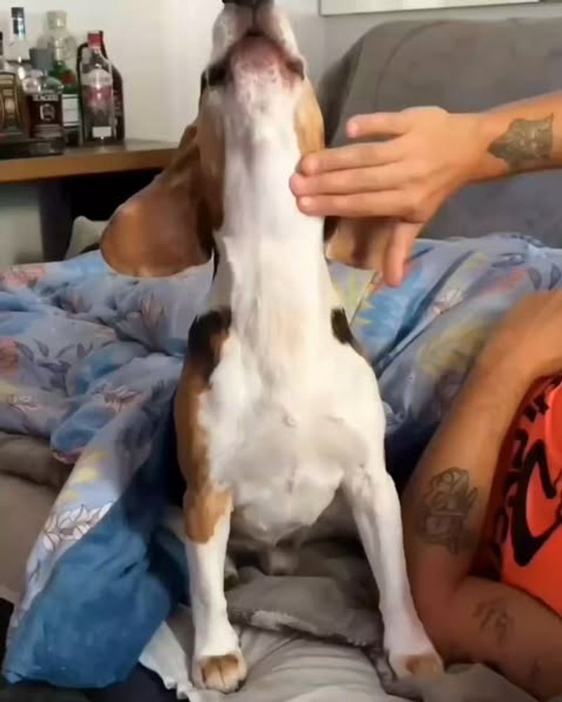 Beagle