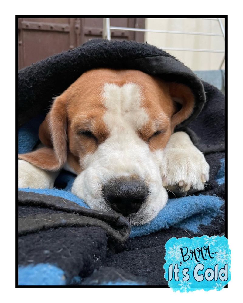 Beagle
