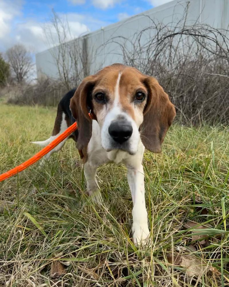 Beagle