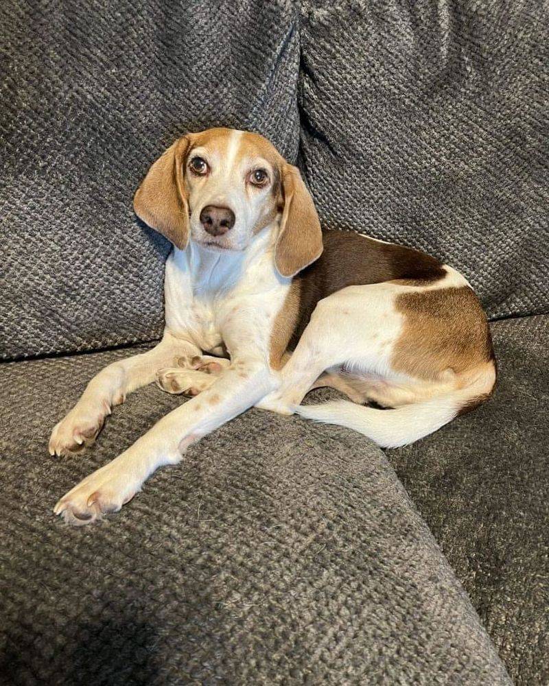 Beagle