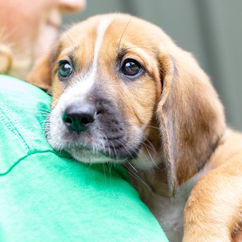 Beagle