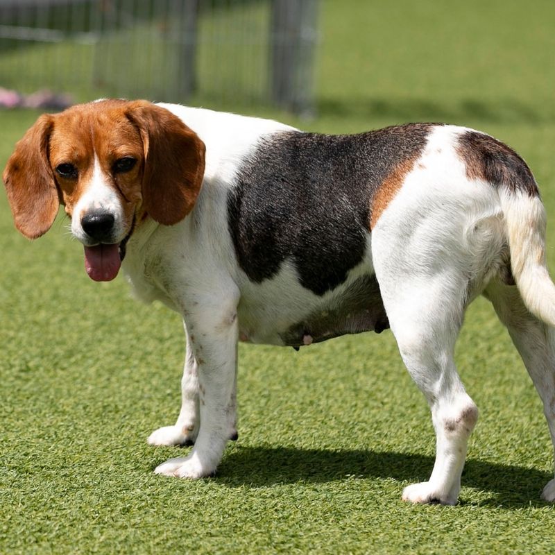 Beagle