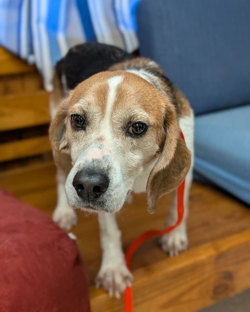 Beagle