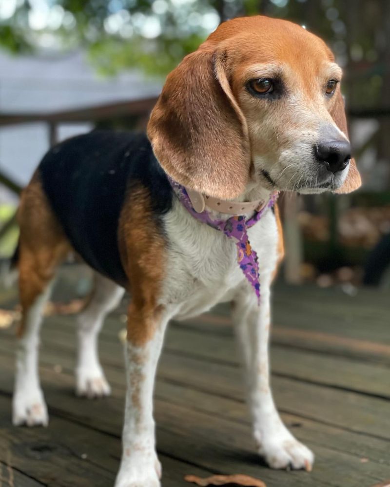 Beagle