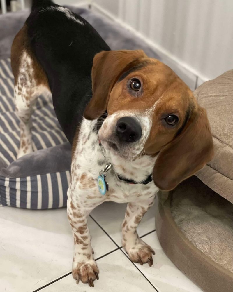 Beagle