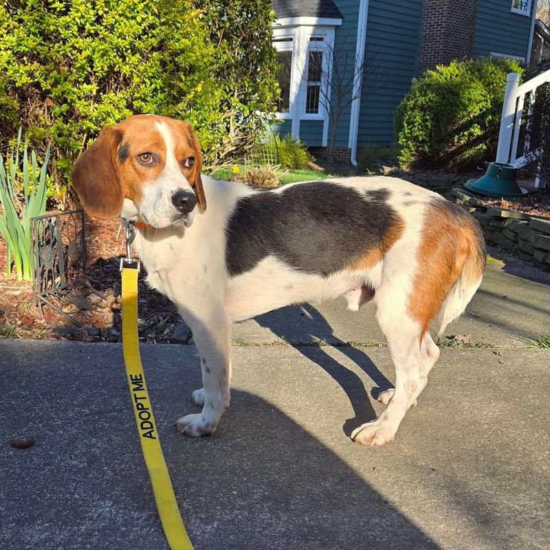 Beagle