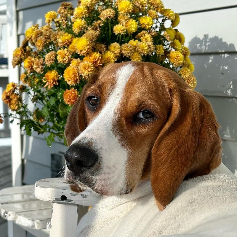Beagle