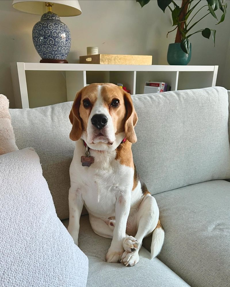 Beagle