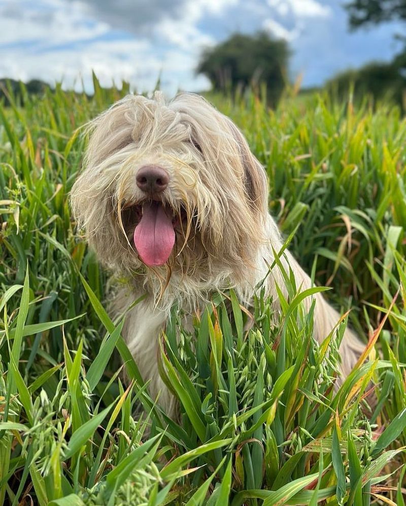 Bearded Collie