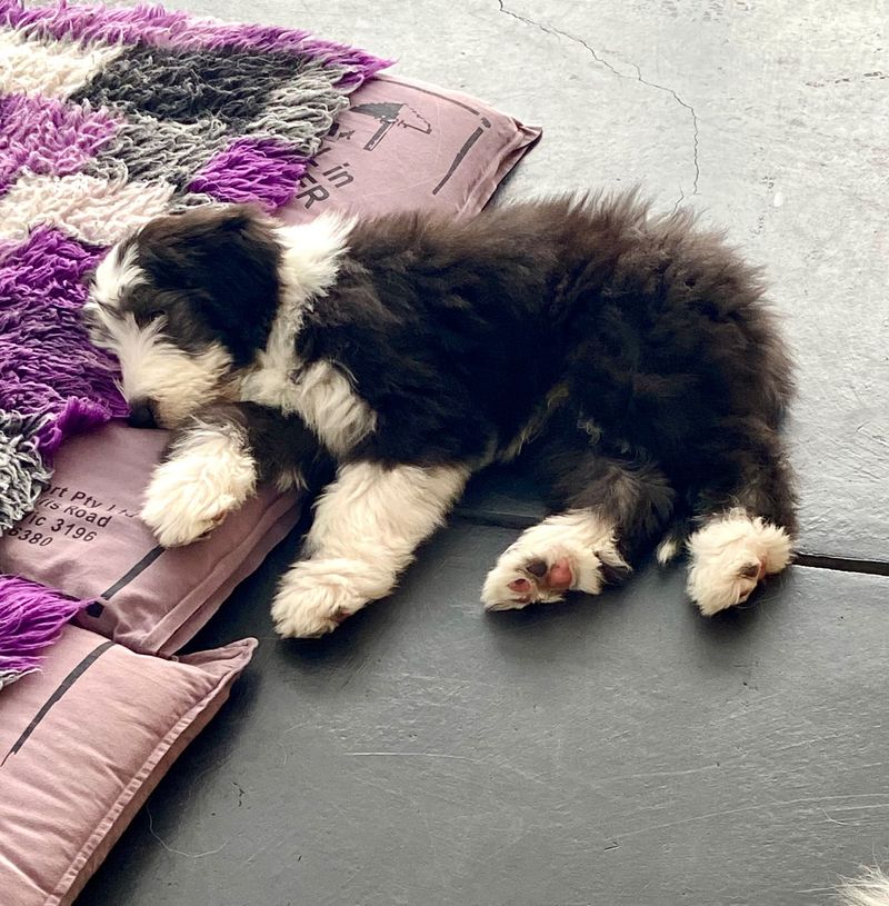 Bearded Collie