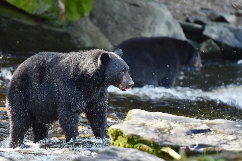 Bears