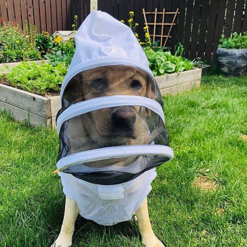 Bees