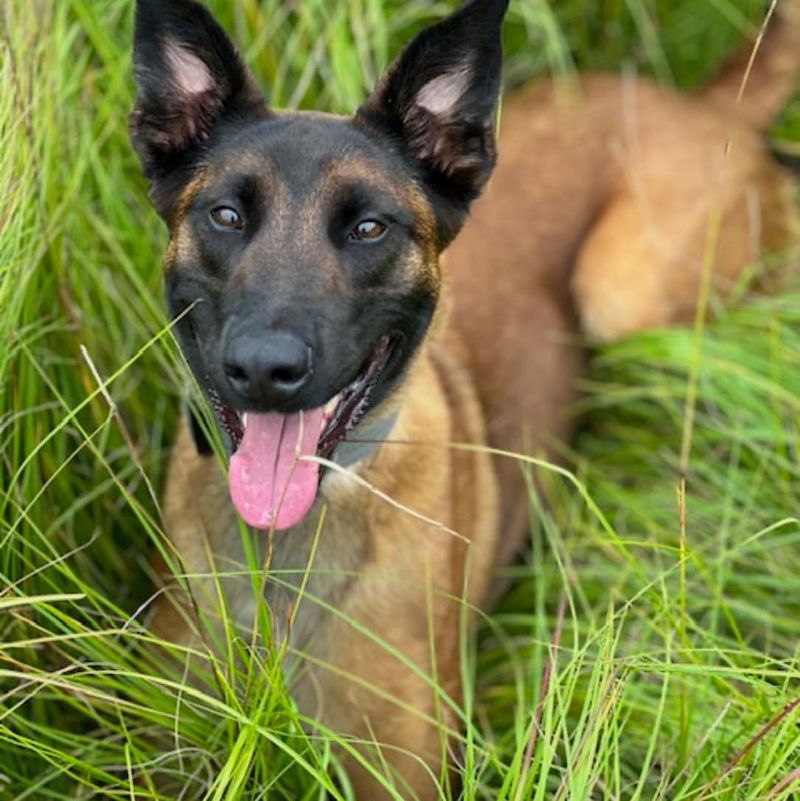 Belgian Malinois