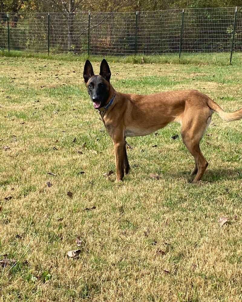 Belgian Malinois