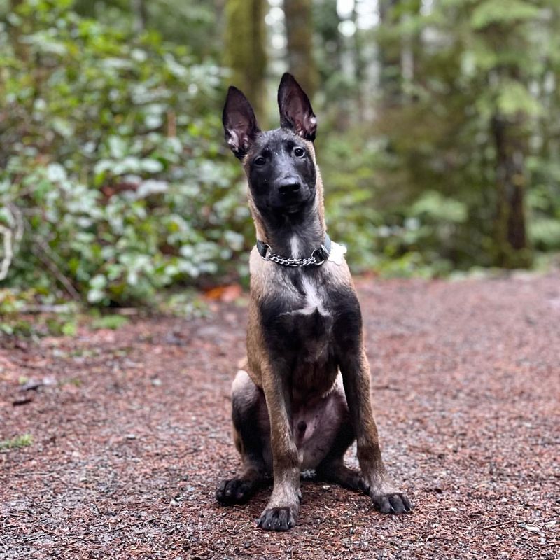 Belgian Malinois