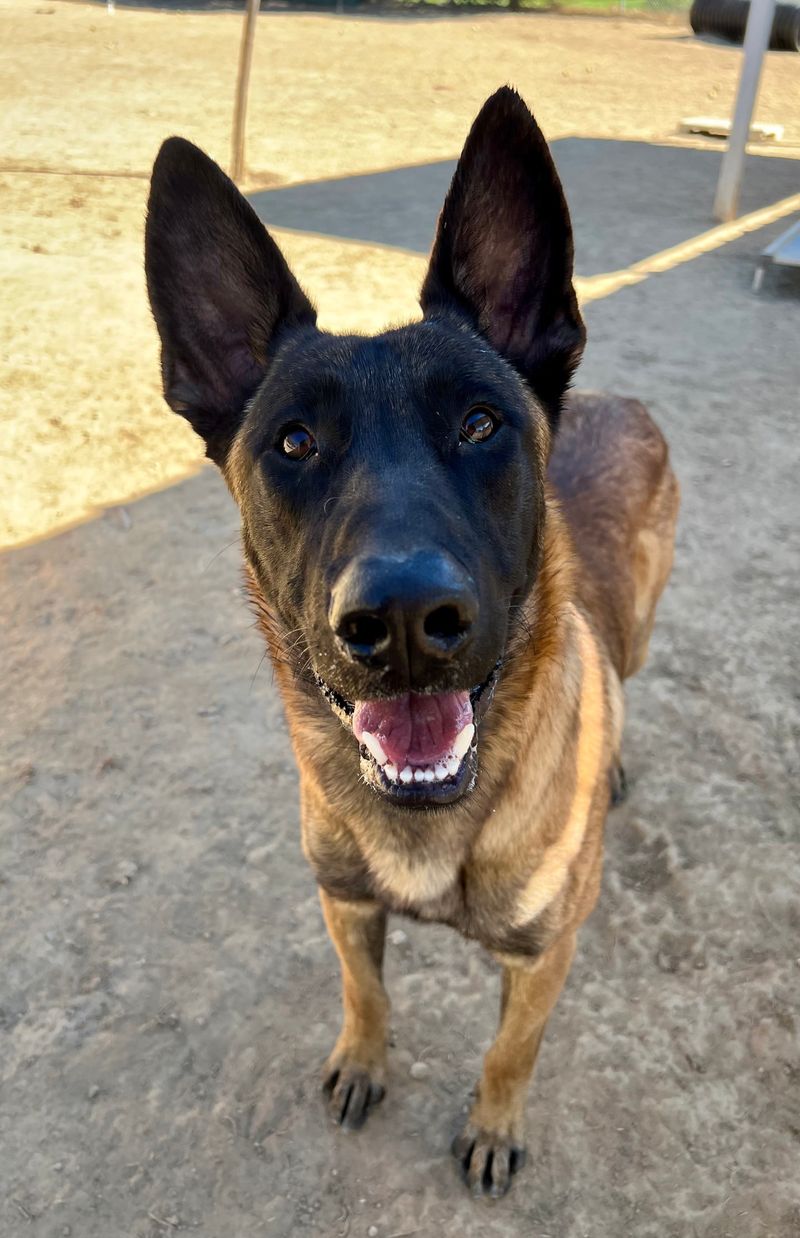 Belgian Malinois