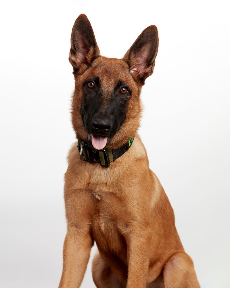 Belgian Malinois