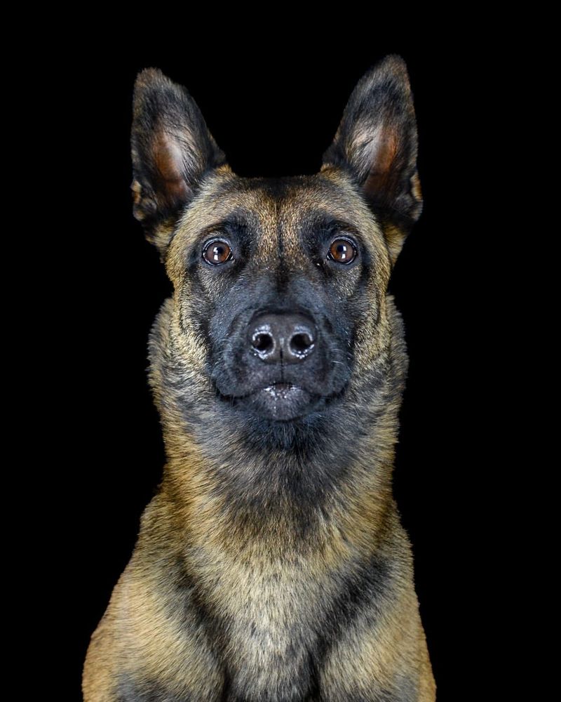 Belgian Malinois